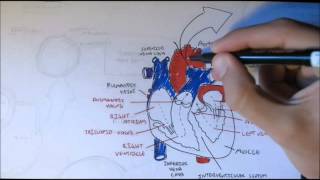 Cardiovascular System Anatomy [upl. by Bunnie]