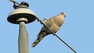 Eurasian Collared Dove Call [upl. by Myrtia]