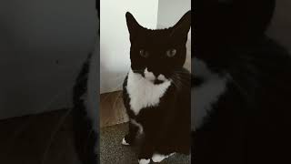 Asmr with daisy and ollie funnypictures funny ihopeyouhaveagoodday comedymemes cat catlover [upl. by Abbate]