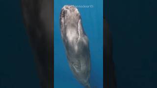 Sperm Whale  A Weird Sleeping Position Mammal [upl. by Gora]