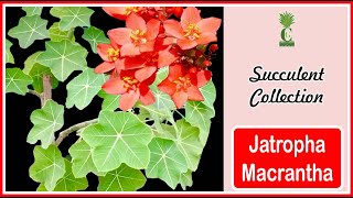 Jatropha Macrantha Cactus and Succulents [upl. by Aikem]