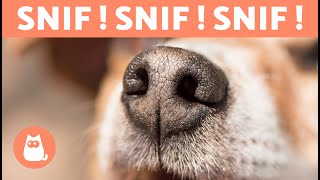 5 FAITS CURIEUX sur lODORAT des CHIENS 🐶👃🏻 [upl. by Furr]