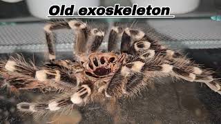 Super brief care guide  Acanthoscurria geniculata [upl. by Dnalyram]