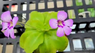 MY PINGUICULA  BUTTERWORT CARNIVOROUS PLANT CATCH FUNGUS GNATS  ZENith BEE [upl. by Rissa582]