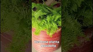 PLANTA DE HELECHO QUE DA FRESCURA [upl. by Aerdnuahs112]