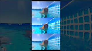 Capybara Swimming in Pool capcut capybara shorts swimming pool [upl. by Rieger]