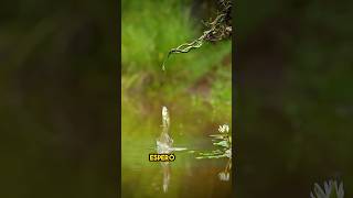 Fotógrafo Captura la Batalla de Arowana y Snake ante la Cámara ❤️ [upl. by Gabriel]