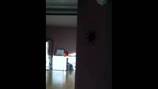 Goliath Birdeater Spider at my house [upl. by Rehsa]