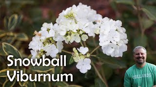 Viburnum macrocephalum  Chinese Snowball Viburnum [upl. by Nylaf]