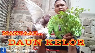 MANFAAT DAUN KELOR UNTUK MERPATI PLONTANGSIMBARlt8xr [upl. by Yrotciv907]