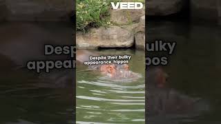 Discover the Amazing Water Horse Hippos mukkalarivu [upl. by Yednarb729]