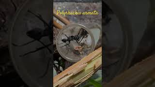 Polyrhachis armata une espèce exotique dans mon élevage 😱 polyrhachis terrarium fourmis [upl. by Jamel]