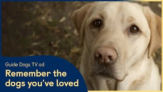 Remember Guide Dogs in Your Will  Ad  Remember the Dogs Youve Loved [upl. by Acined584]