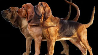 BLOODHOUND o PERRO DE SAN HUBERTO Razas de perros [upl. by Doyle]