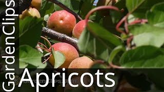 Apricot  Prunus armeniacum  Growing Apricots  How to prune Apricot Tree [upl. by Cindi]