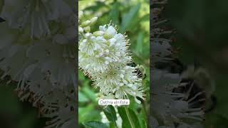 🐝 bumblebee on Clethra nativeplants flowers [upl. by Azenav]