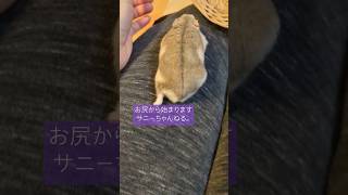 【すばしっこいサニー💨】cute shortsfunny 癒し pets ジャンガリアンハムスター [upl. by Aseek222]