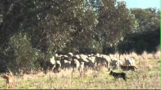 Droving with Kelpies working cattlecows with calves and eweslambs plus weaned lambs [upl. by Haram645]