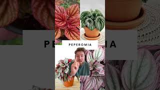 Underrated houseplants Episode 2 Peperomia [upl. by Mert]