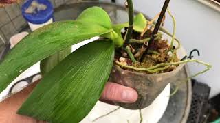 ORCHID CARE HOW TO REBLOOM AN ORCHID WITH A BROKEN SPIKE [upl. by Arrait957]