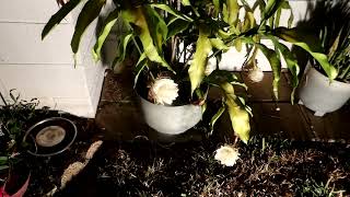 Night Blooming Cereus September 2024 [upl. by Mcculloch]