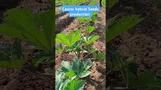 Castor hybrid seeds productions shorts [upl. by Jago]