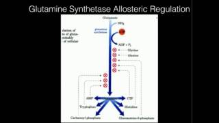 Glutamine Synthetase Allosteric Regulation [upl. by Yruoc89]