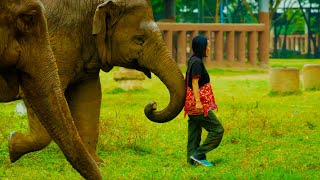 Woman Becomes Part of Elephant Herd  Wild Thailand  BBC Earth [upl. by Scribner]