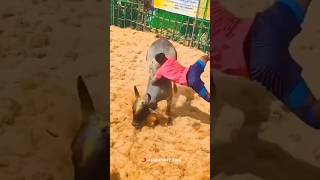 jallikattu 2024 bull alanganallur tamil culture love bull shorts [upl. by Hagep]