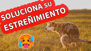 💩 ESTREÑIMIENTO en PERROS  SOLUCIÓN Y POSIBLES CAUSAS [upl. by Anwahsad834]