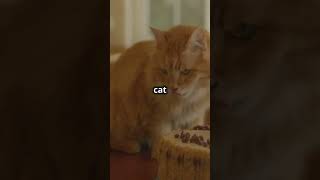 Why Cats Cant Taste Sweetness cat [upl. by Allana]