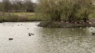 Ducks Swimming and Quacking in Water  Cute and Noisy Ducks [upl. by Scheld]