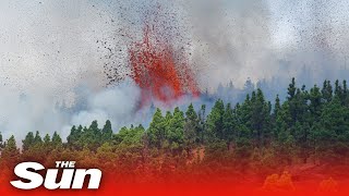 Volcano erupts on La Palma in Canary Islands after 1000 earthquakes detected [upl. by Peyter665]