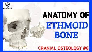 Ethmoid Bone Anatomy  Cranial Osteology 6 [upl. by Wycoff]