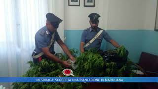 MESORACA SCOPERTA UNA PIANTAGIONE DI MARIJUANA [upl. by Heather]