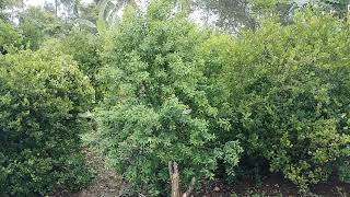 SANDALWOOD TREE IN LEMON 🍋 PLANTATION [upl. by Colley]