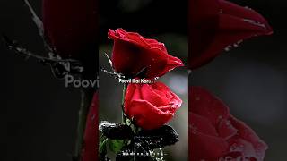 unna kanda naal mudhala remix whatsapp statusalightmotionlovestatusalbumsongtrendingvirallove [upl. by Salohcin80]