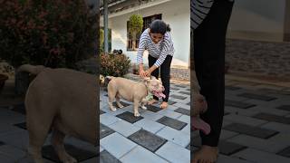 Snoopy 🐶  Keerthana Anish  American Bull  Shorts  public doglover pets family viral [upl. by Lothaire]