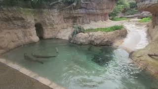 River Otters are play while listening to the BlueThroated Macaws sings [upl. by Adroj838]