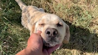 Abandoned Labrador tired of wandering fell into my arms [upl. by Curhan560]