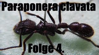 Paraponera clavata Folge4 Haltungsbericht [upl. by Nad117]