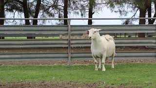 LOT 67  WHITE DORPER RAM 220484 [upl. by Grizelda350]