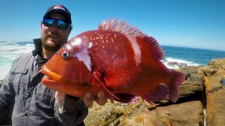 Catching Tomatoes From The Rocks  How To Catch DeepSea Fish From The Shore [upl. by Yak844]