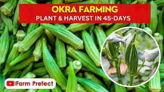 Okra Farming in Ghana Farm secrets seed profit etc [upl. by Agneta]