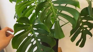 Monstera Deliciosa Form 6 thật tuyệt [upl. by Ecahc]