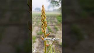 Aloevera flower benefits 💯 amazingfacts factsinhindi aloeveraplant gardeningtips trendingshorts [upl. by Gerianna]