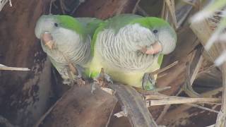 Wild Quaker Parakeets React To A Nearby Murder of Crows [upl. by Winnie]