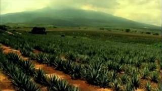 Video Institucional do Conselho Regulador de Tequila Português [upl. by Sacken]