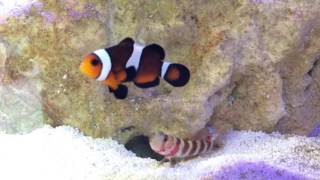 Wheelers goby bites clown fish to guard pistol shrimp [upl. by Aivekahs108]