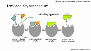 Chapter 31 Introduction to Enzymes [upl. by Oirromed]